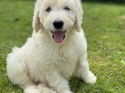 F1 Goldendoodle puppies in Wexford. Health Tested Parents 0871172514