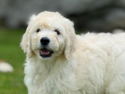 F1 Goldendoodle puppies in Wexford. Health Tested Parents 0871172514