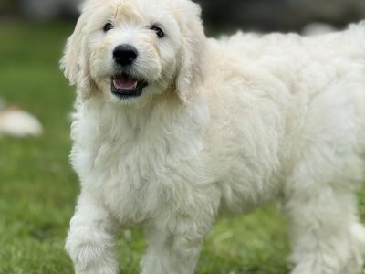 F1 Goldendoodle puppies in Wexford. Health Tested Parents 0871172514