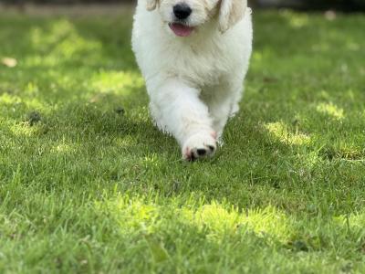 F1 Goldendoodle puppies in Wexford. Health Tested Parents 0871172514