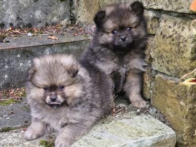 Beautiful purebred IKC Registered(pending) Pomeranian puppies for sale in Donegal