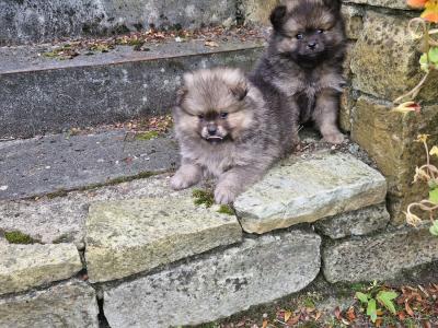 Beautiful purebred Pomeranian puppies for sale in Donegal