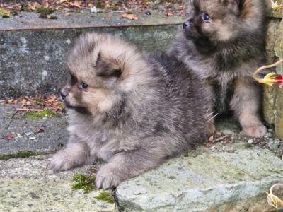 Beautiful purebred Pomeranian puppies for sale in Donegal