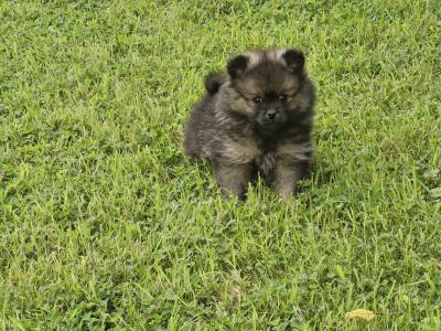 Beautiful purebred Pomeranian puppies for sale in Donegal