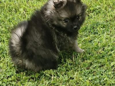 Beautiful purebred Pomeranian puppies for sale in Donegal