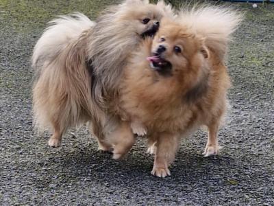 Beautiful purebred Pomeranian puppies for sale in Donegal