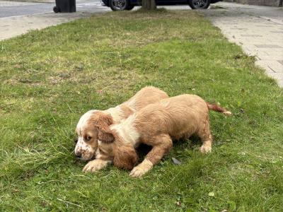 Lemon and White Roan Cocker Spaniel puppies in Westmeath
