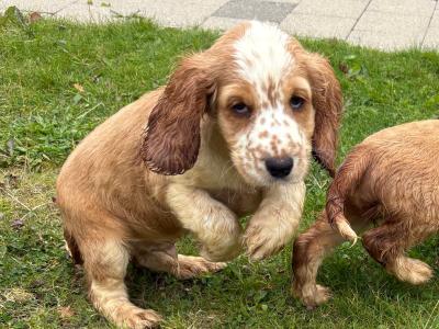 Lemon and White Roan Cocker Spaniel puppies in Westmeath