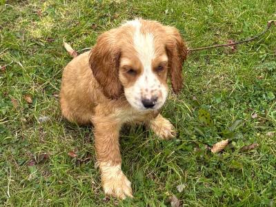 Lemon and White Roan Cocker Spaniel puppies in Westmeath