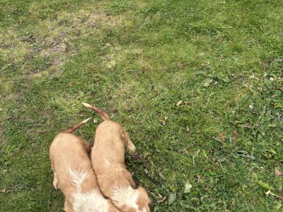 Lemon and White Roan Cocker Spaniel puppies in Westmeath