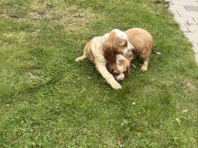 Lemon and White Roan Cocker Spaniel puppies in Westmeath