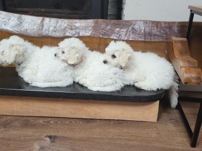 Wonderful 11 week old Bichon Frise puppies in Roscommon looking to Steal Your ❤️