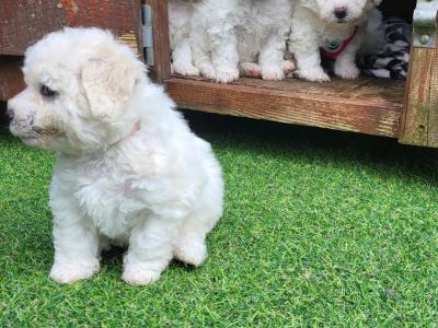Wonderful 11 week old Bichon Frise puppies in Roscommon looking to Steal Your ❤️