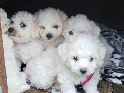 Wonderful 11 week old Bichon Frise puppies in Roscommon looking to Steal Your ❤️