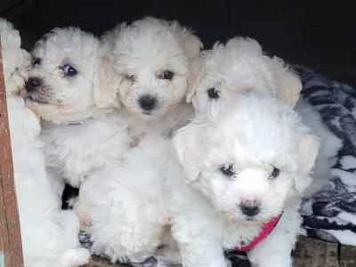 Wonderful 11 week old Bichon Frise puppies in Roscommon looking to Steal Your ❤️