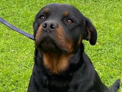 Male Rottweiler pup in Louth