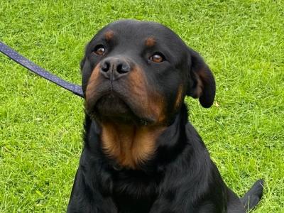 Male Rottweiler puppy 9 months old.in Louth