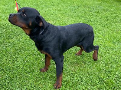 Male Rottweiler puppy 9 months old.in Louth