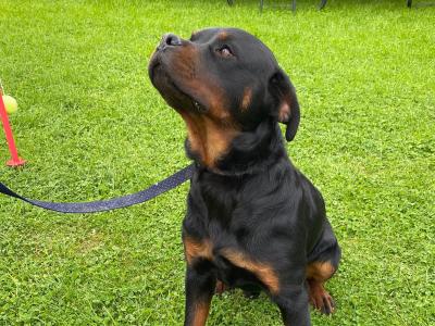 Male Rottweiler puppy 9 months old.in Louth