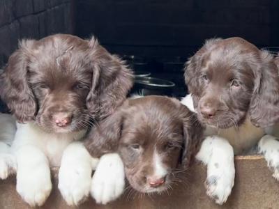 English Springer Spaniel pups IKC Registered from Strong Hunting Lines