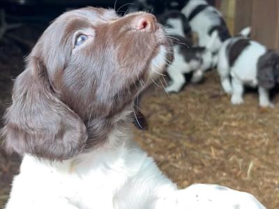 English Springer Spaniel pups IKC Registered from Strong Hunting Lines