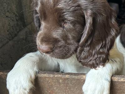 English Springer Spaniel pups IKC Registered from Strong Hunting Lines