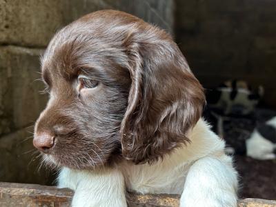 English Springer Spaniel pups IKC Registered from Strong Hunting Lines