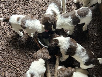 English Springer Spaniel pups IKC Registered from Strong Hunting Lines