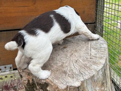 English Springer Spaniel pups IKC Registered from Strong Hunting Lines