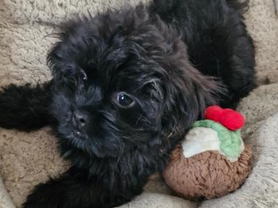 Beautiful Shih Tzu puppies in Clare