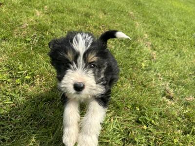 Sheepdoodle X puppies in Cork