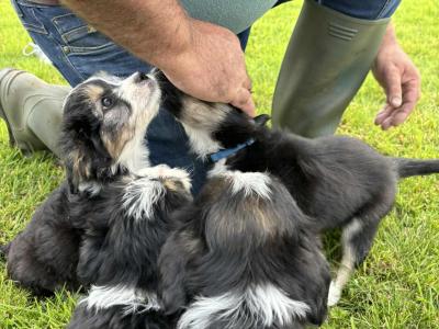 Sheepdoodle X puppies in Cork