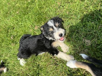 Sheepdoodle X puppies in Cork