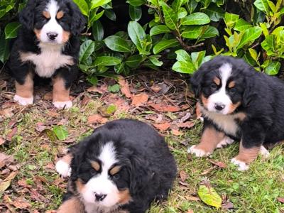Purebred Bernese Mountain Dog puppies in Galway