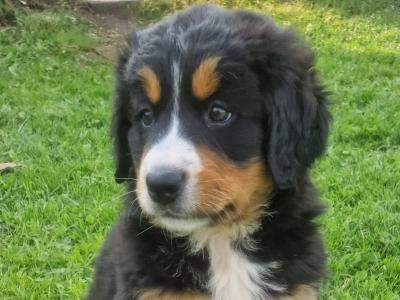 Purebred Bernese Mountain Dog puppies in Galway
