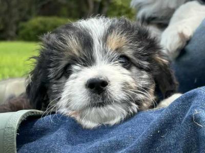 Sheepdoodle X puppies in Cork