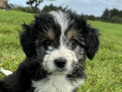 Sheepdoodle X puppies in Cork