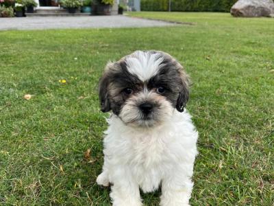 Bichon / Shih Tzu Puppies -