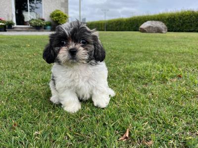 Bichon / Shih Tzu Puppies -
