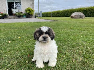 Bichon / Shih Tzu Puppies -