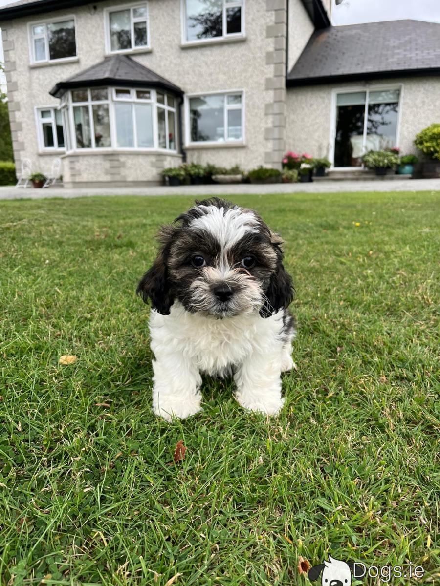 Shih Tzu King Charles Cross Bichon Frise For Sale Maltese Shih Tzu