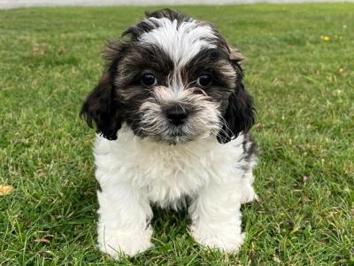 Shih Tzu x  Bichon Frise puppies in Wexford