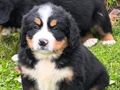 Purebred Bernese Mountain Dog puppies in Galway