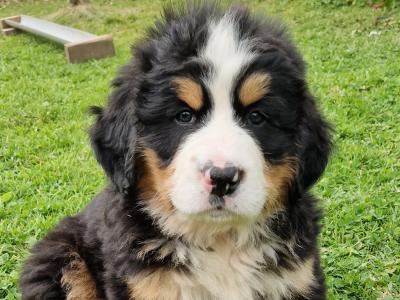 Purebred Bernese Mountain Dog puppies in Galway