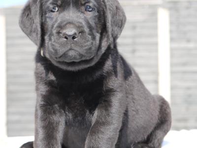 World Class Stud Dog,import,best Pedigree in Ireland!