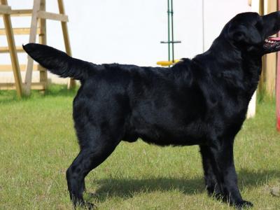 World Class Stud Dog,import,best Pedigree in Ireland!