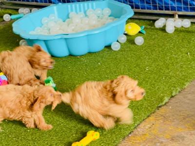 Miniature Cockapoo 1st generation 353871486601