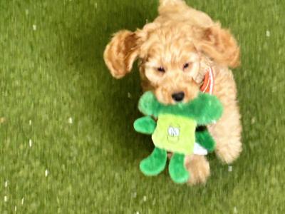 Miniature Cockapoo 1st generation 353871486601