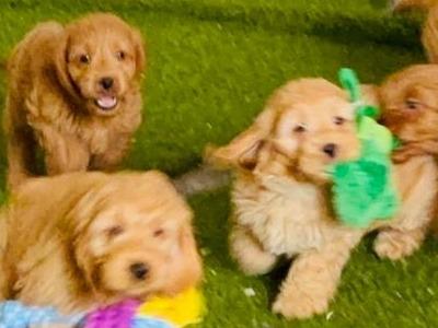 Miniature Cockapoo puppies 1st generation in Fermanagh - 353871486601