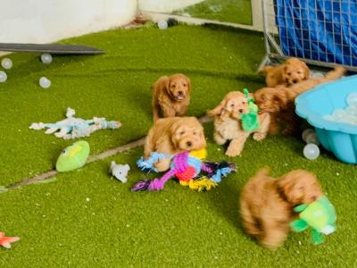 Miniature Cockapoo 1st generation 353871486601